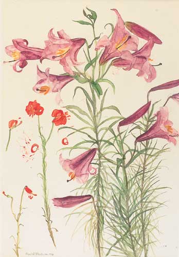 DAME ELIZABETH BLACKADDER D.B.E., R.A., R.S.A. (SCOTTISH 1931 - 2021)