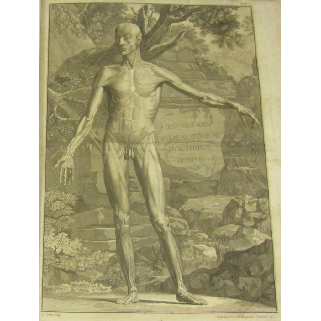 Albinus, Bernard Siegfried
