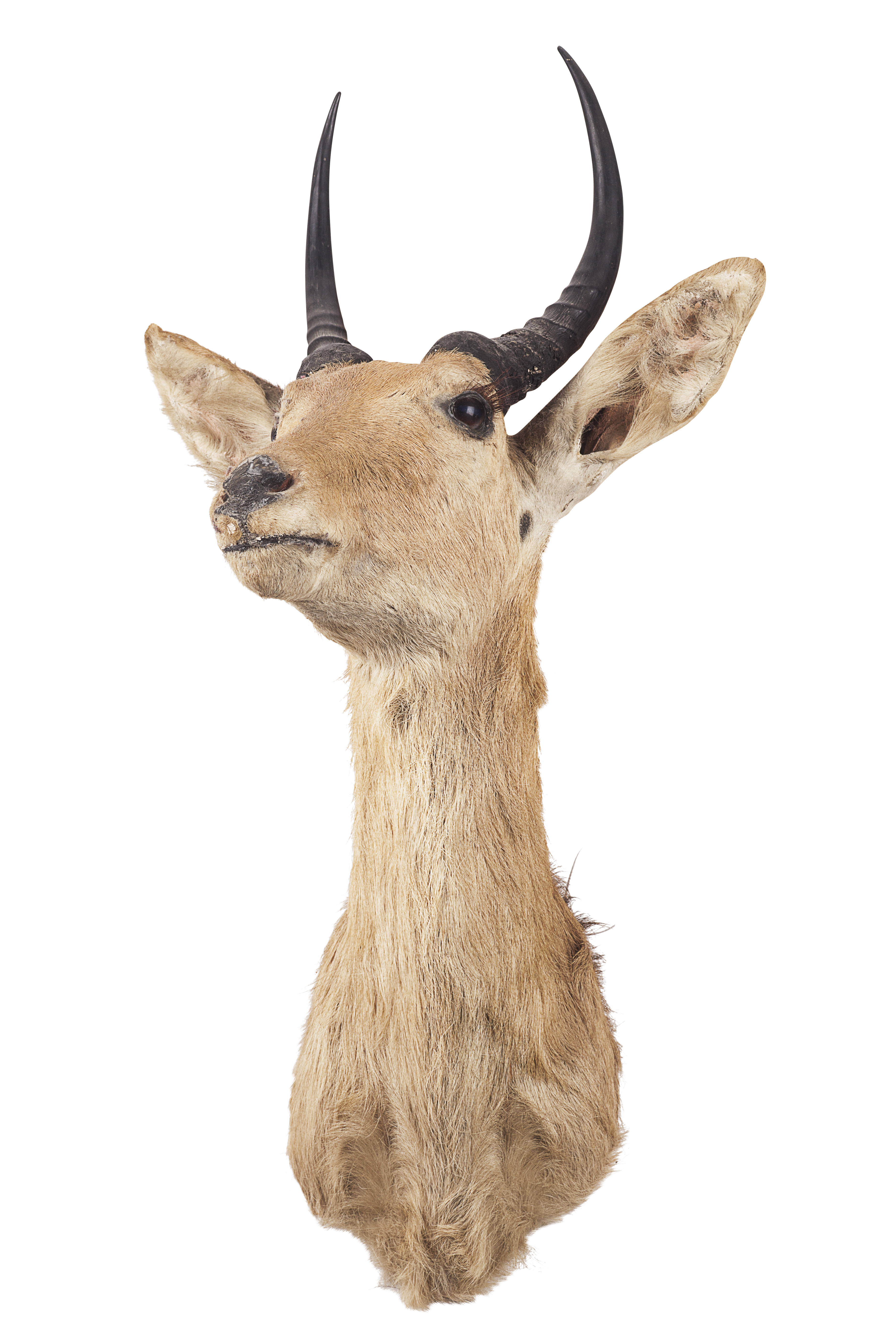 TAXIDERMY ROEBUCK HEAD AND NECK MOUNT, BY ROWLAND WARD LTD.