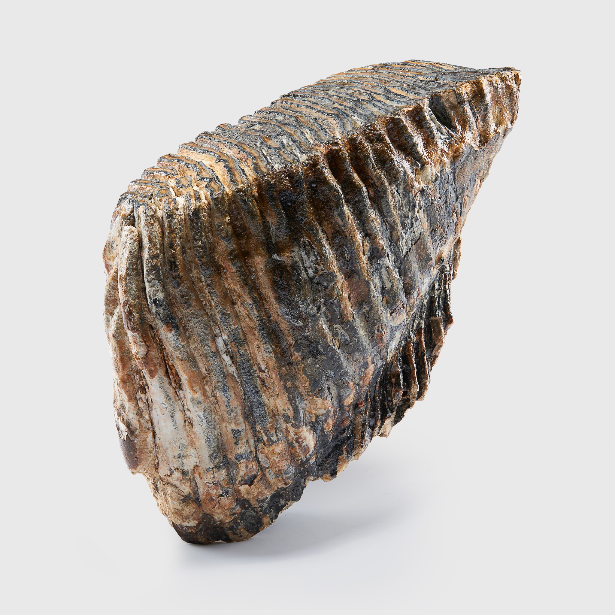 WOOLLY MAMMOTH TOOTH, MAMMUTHUS PRIMIGENIUS