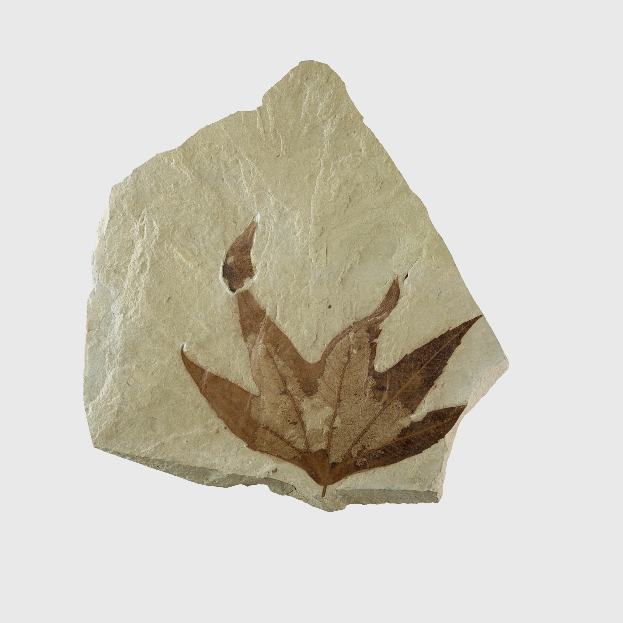FOSSIL SYCAMORE LEAF