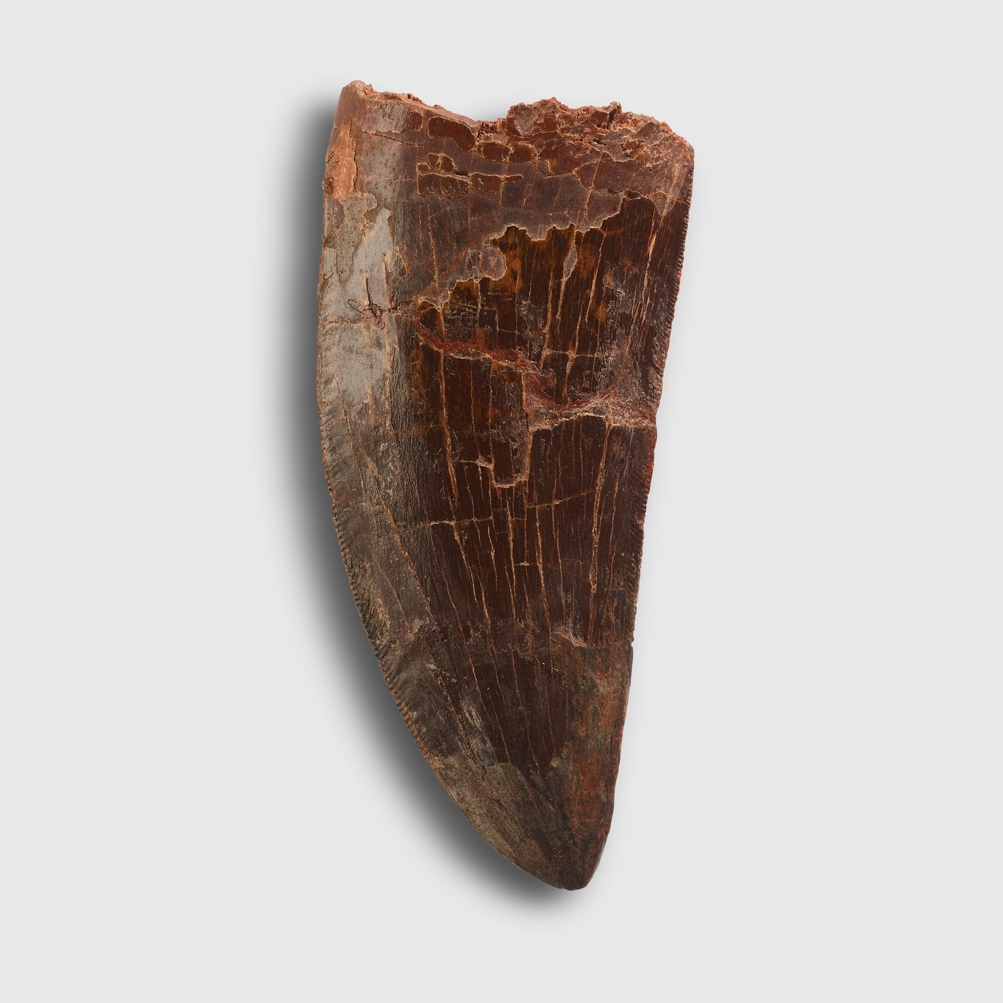 DINOSAUR TOOTH, AFRICAN "T-REX", CARCHARODONTOSAURUS SAHARICUS