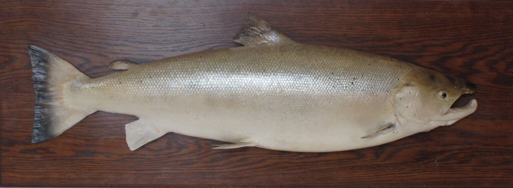 Taxidermy Interest A large fibre glass mounted trophy fish