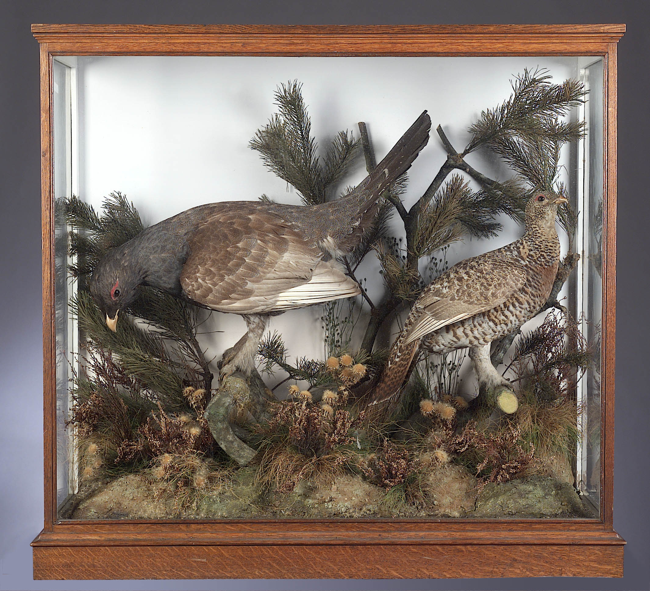 A pair of stuffed and mounted Capercaille