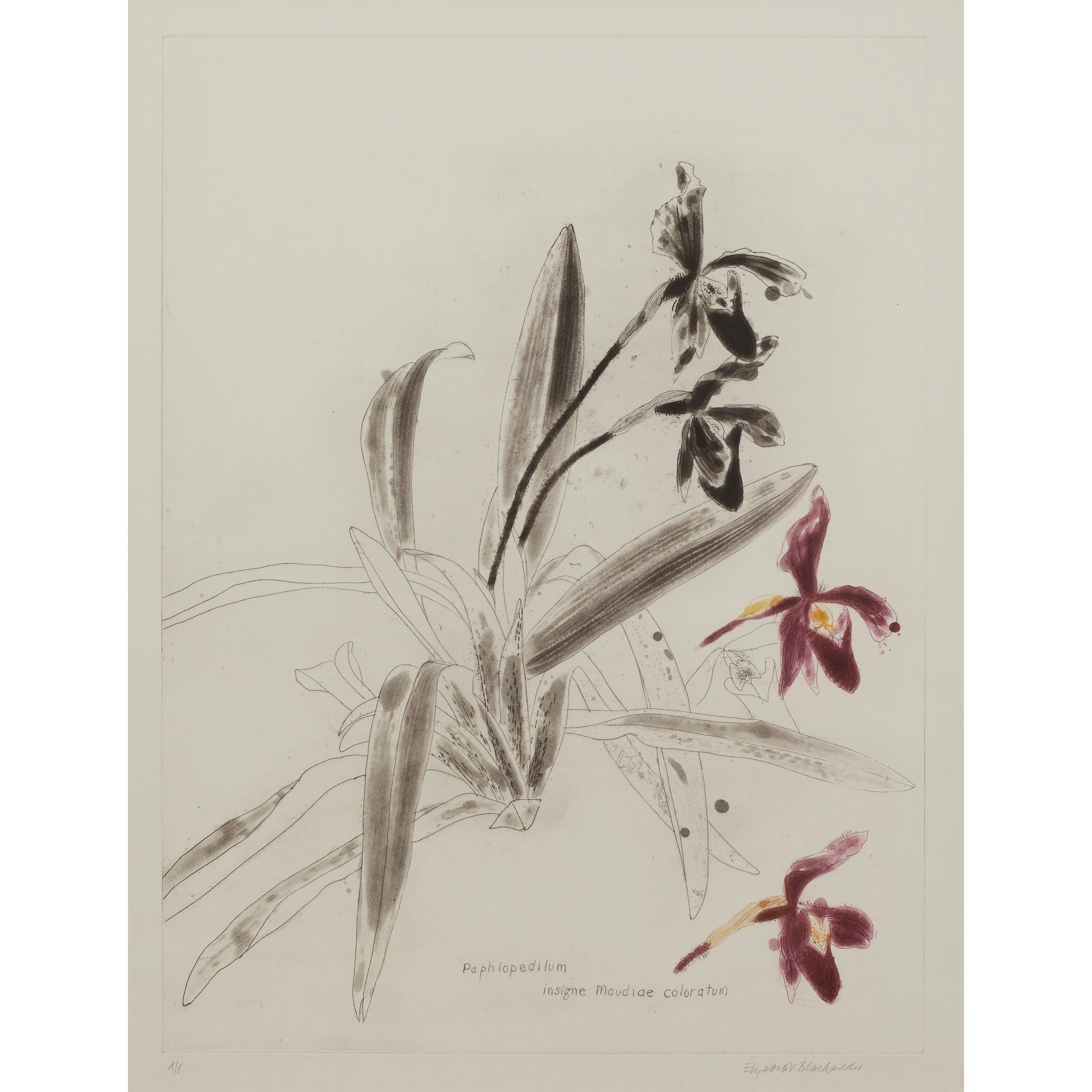 DAME ELIZABETH BLACKADDER O.B.E., R.A., R.S.A., R.S.W., R.G.I., D.Litt (SCOTTISH 1931-2021)