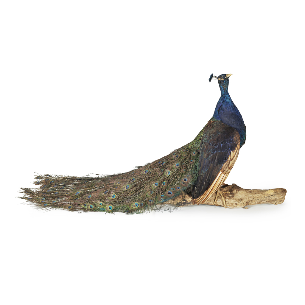 TAXIDERMY PEACOCK