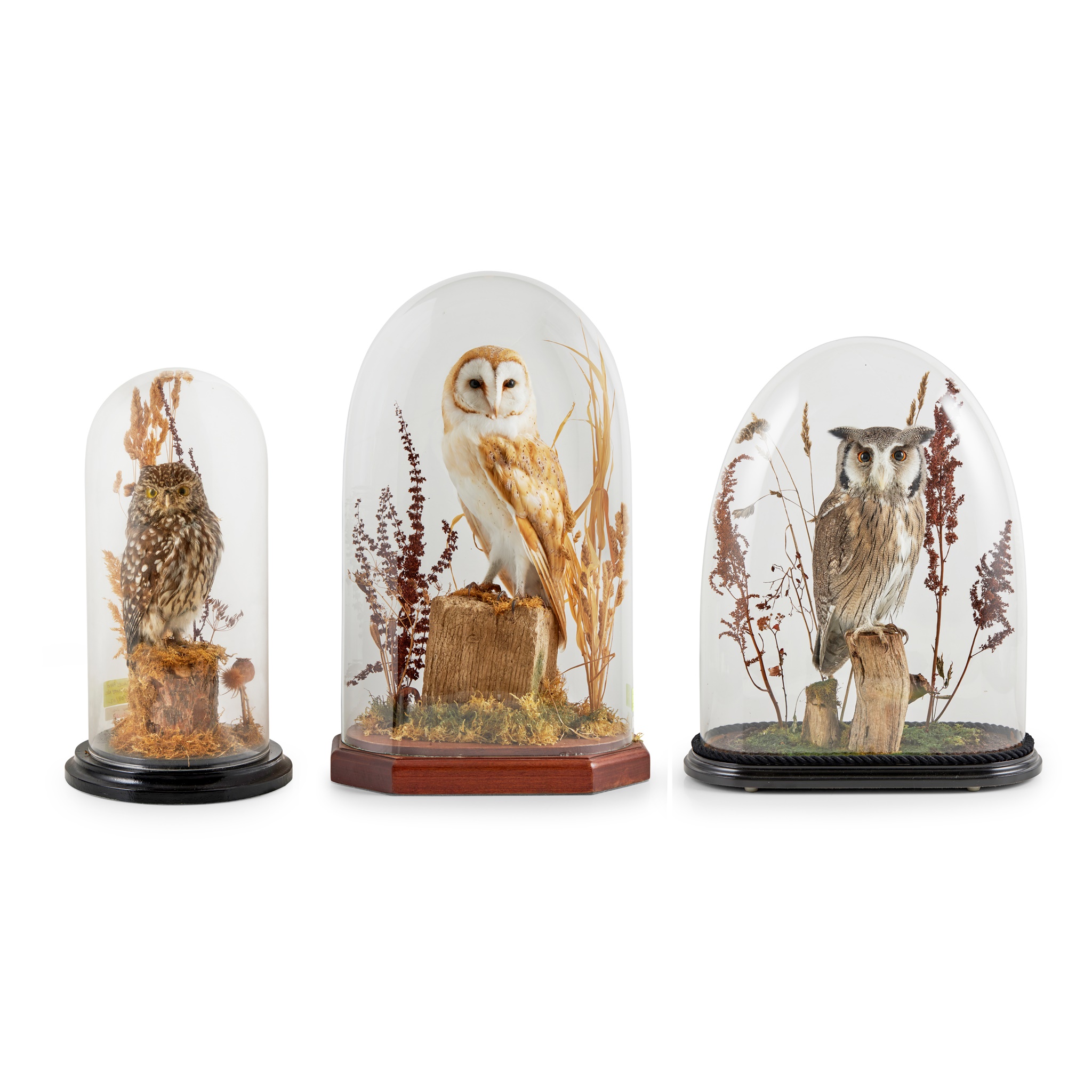 THREE DOME-CASED TAXIDERMY OWLS
