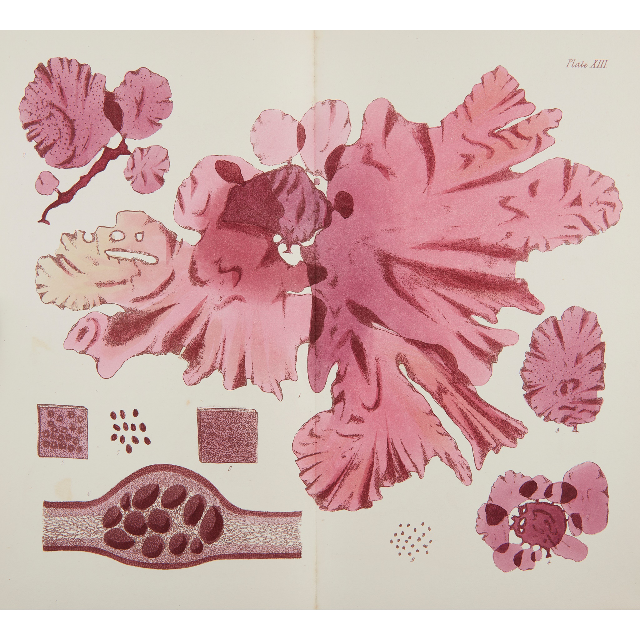 Harvey, William Henry