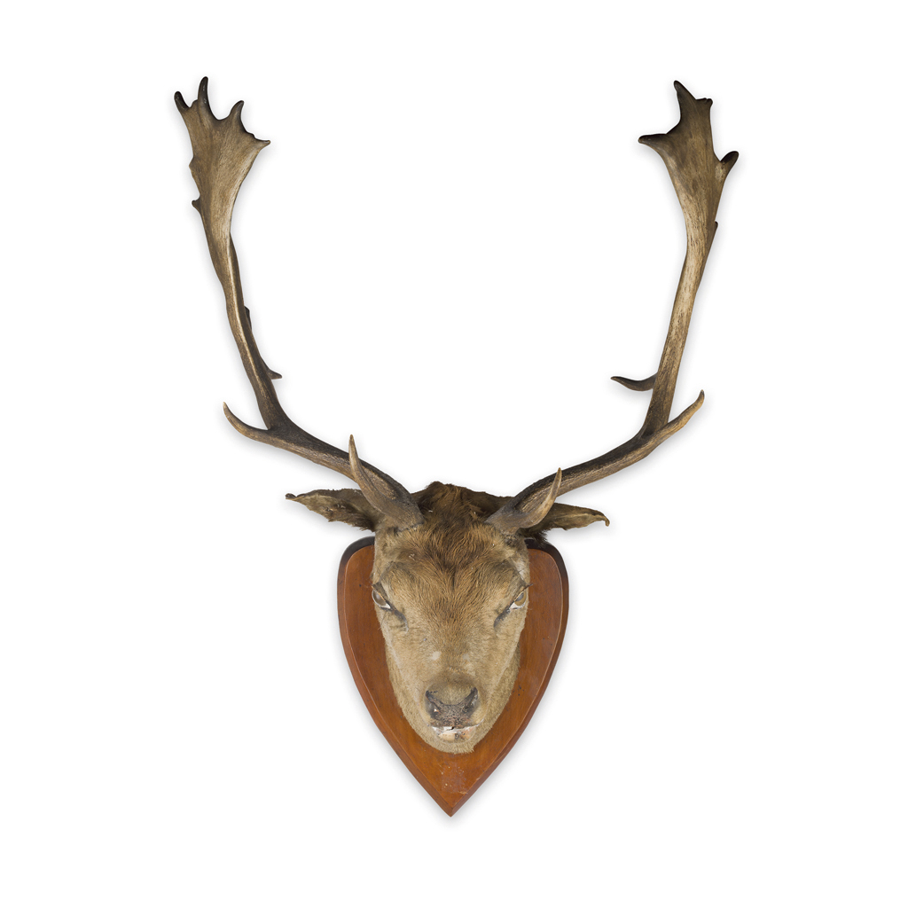 GROUP OF VICTORIAN TAXIDERMY HEAD MOUNTS