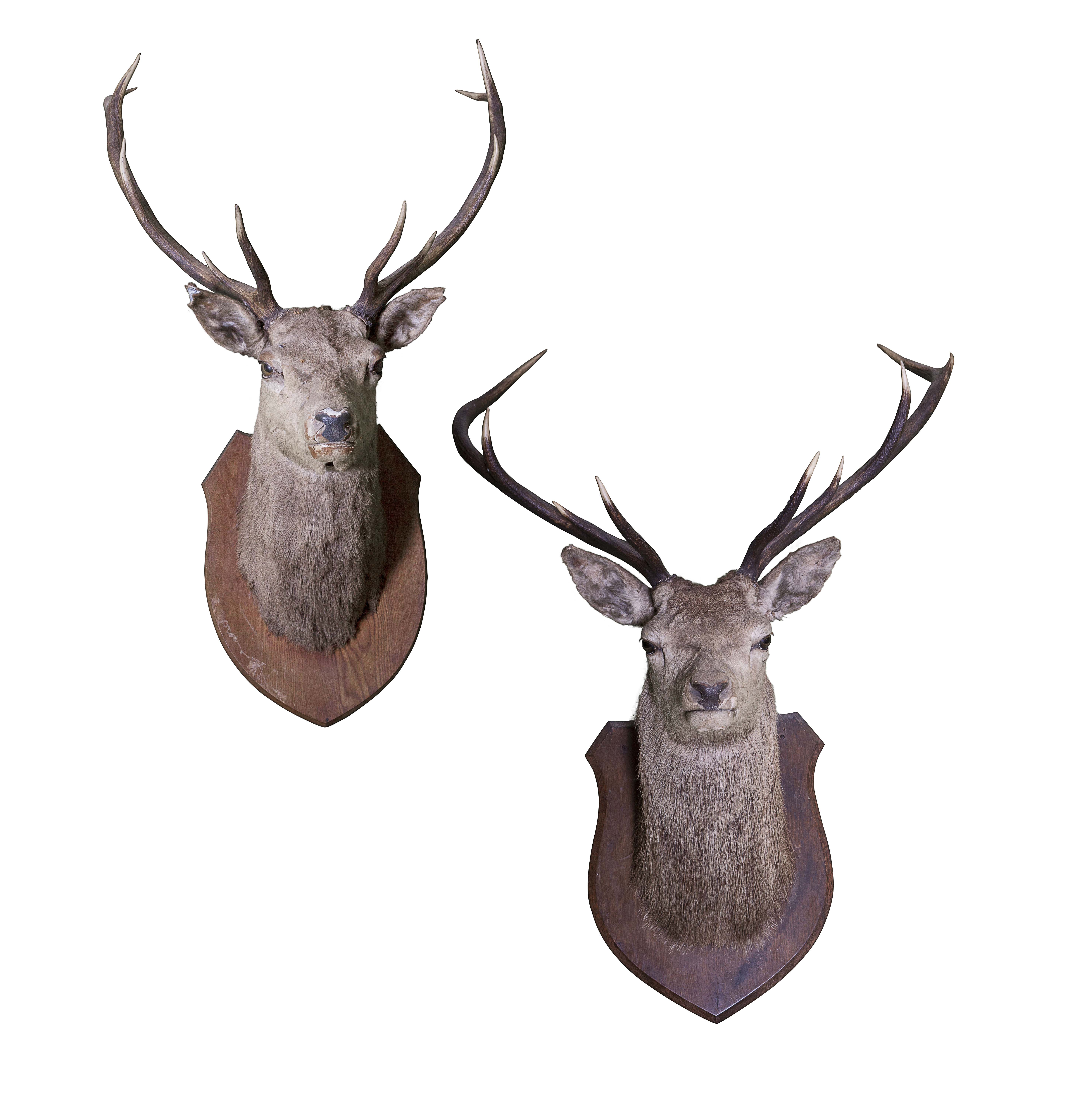 TWO TAXIDERMY STAGS’ HEADS