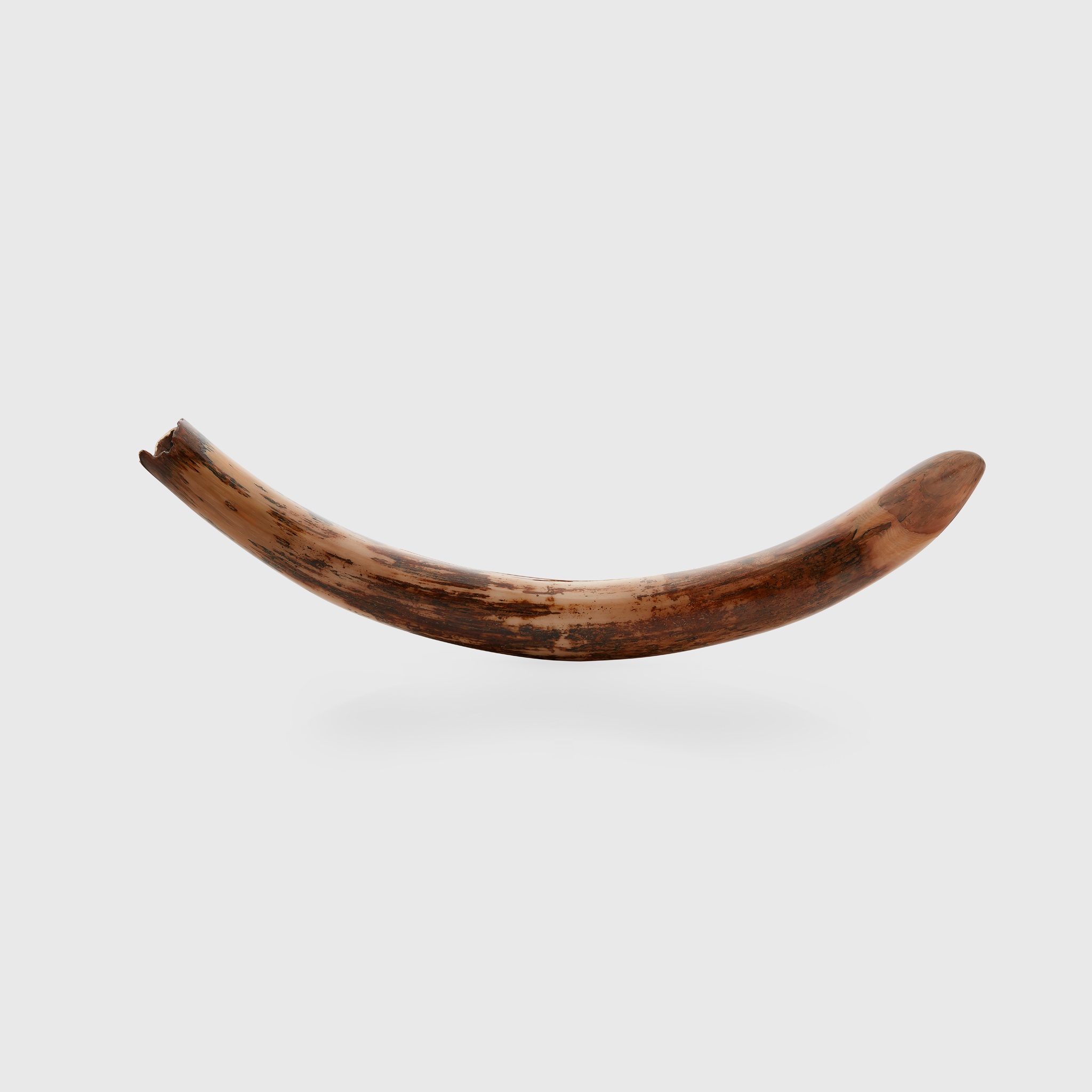 LARGE WOOLLY MAMMOTH TUSK, MAMMUTHUS PRIMIGENIUS