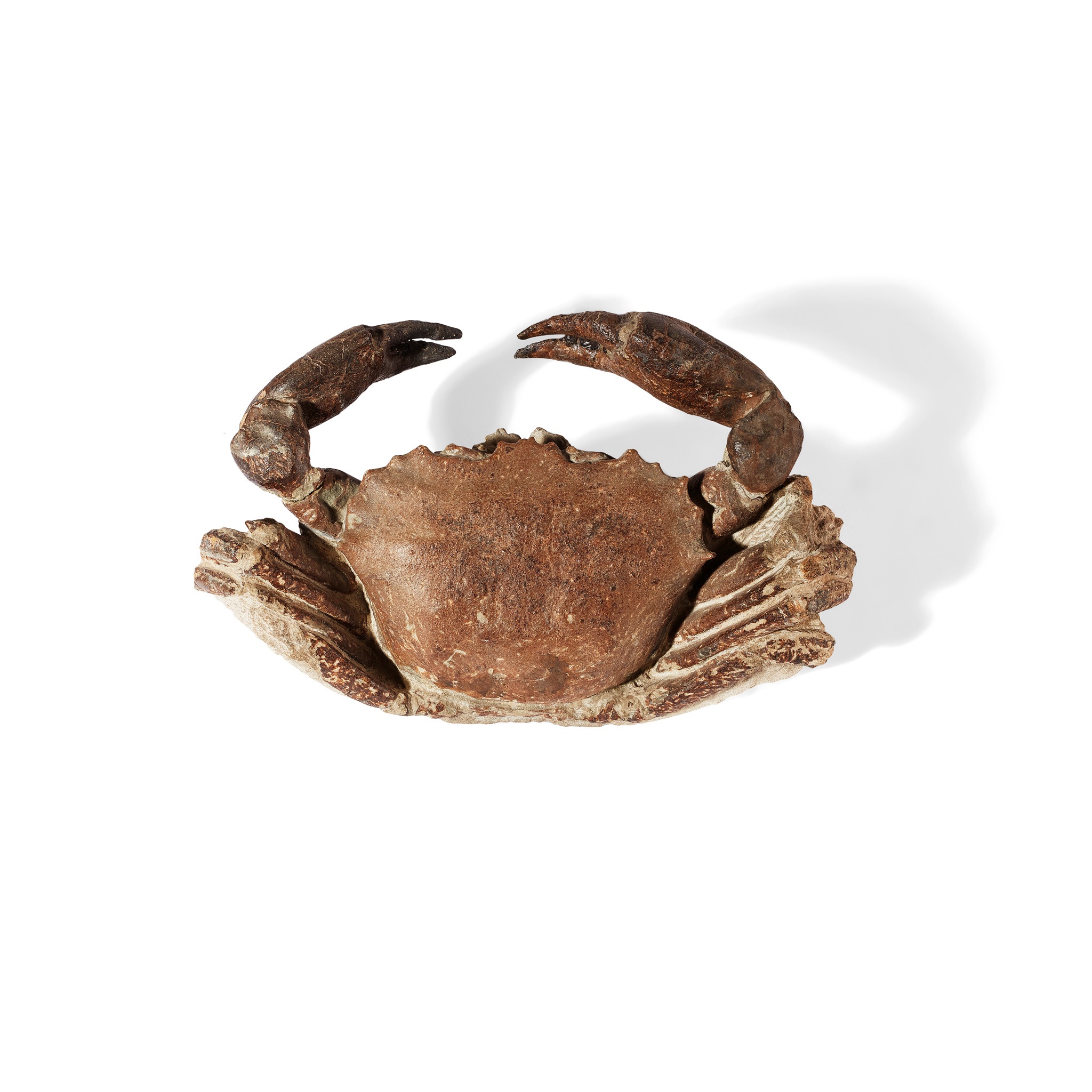 ARCHAEOGERYON CRAB FOSSIL