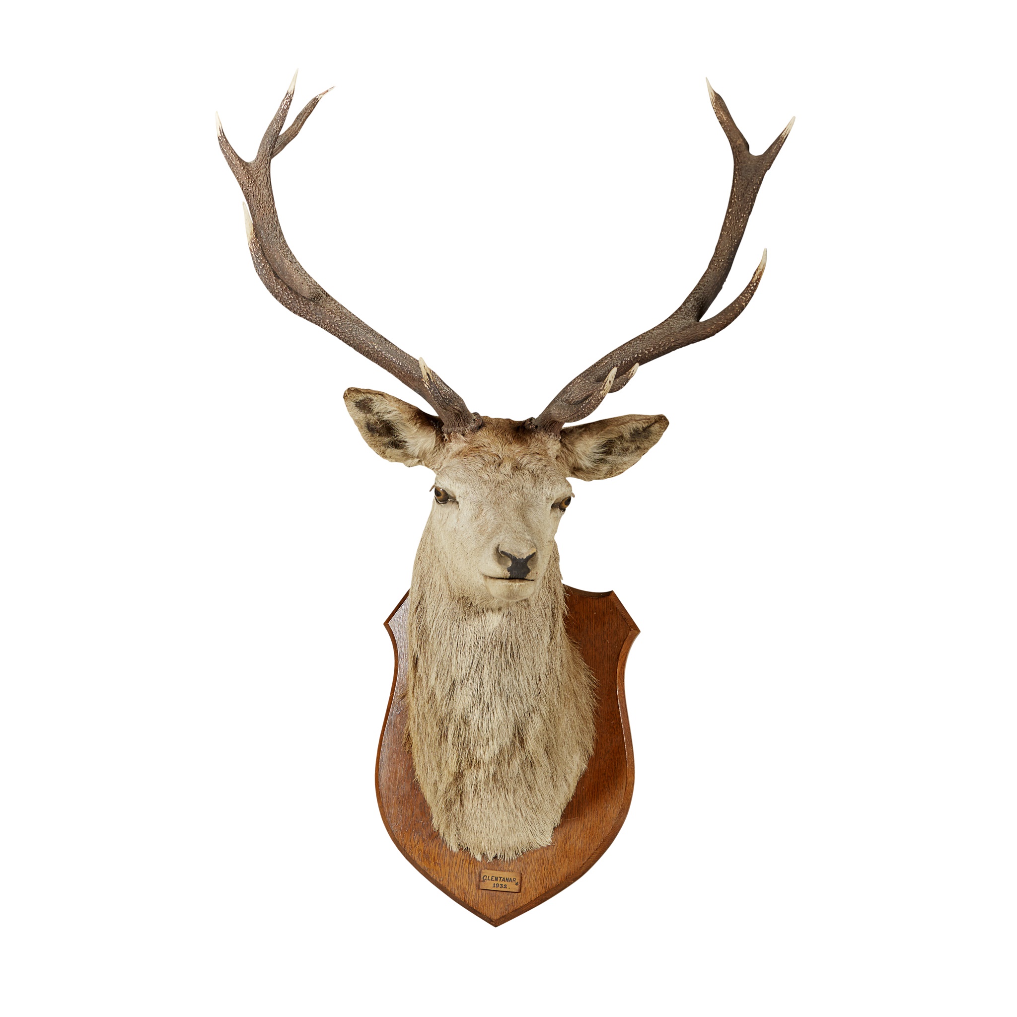 TAXIDERMY RED DEER STAG'S HEAD