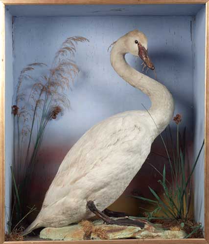 A stuffed swan
