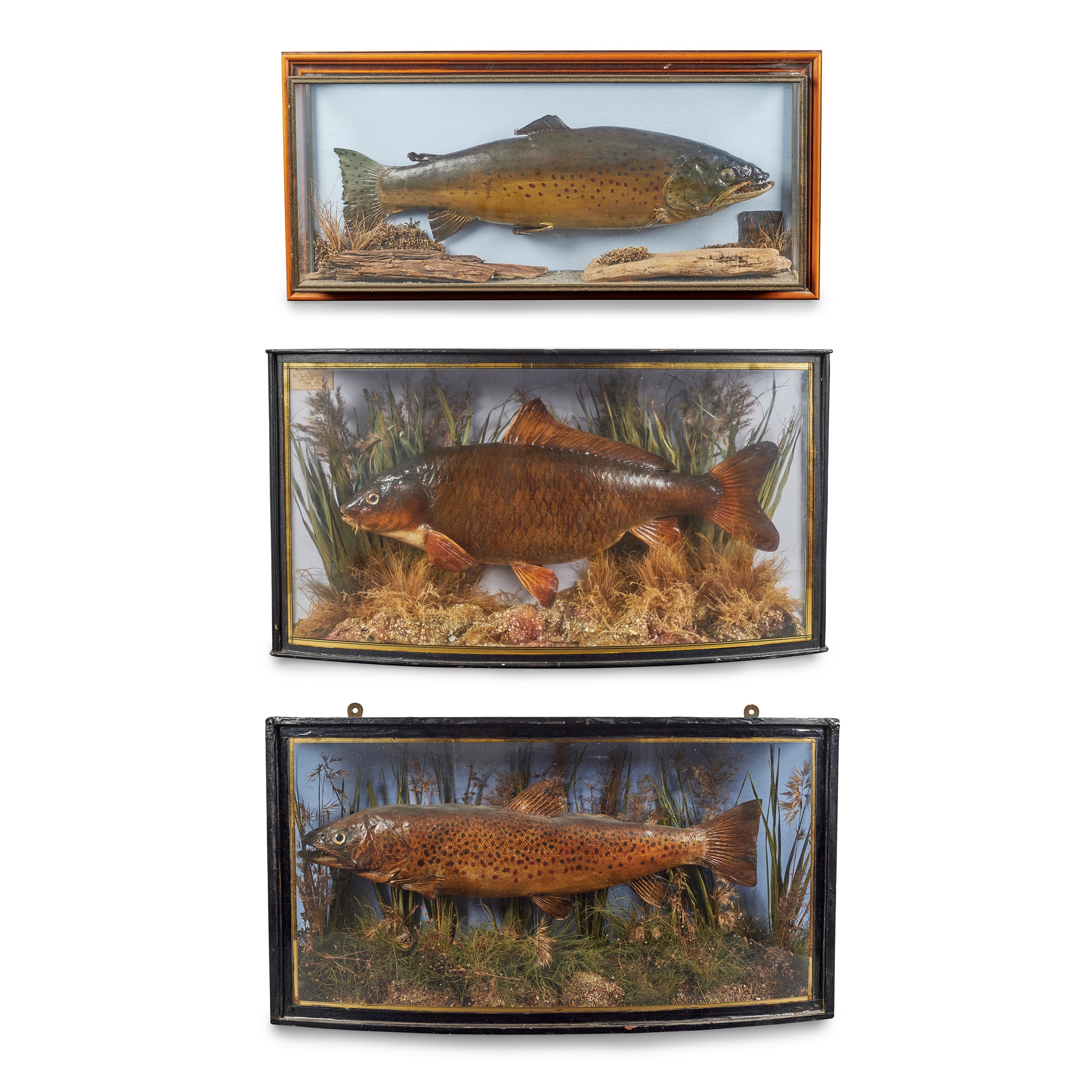 THREE CASED TAXIDERMY FISH DIORAMAS