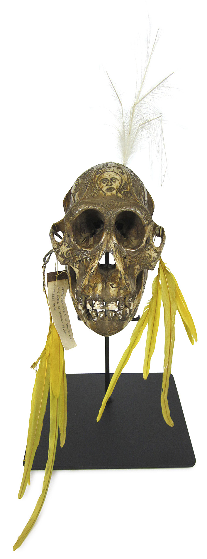 TAXIDERMY - SUB ADULT MALE BORNEAN ORANGUTAN SKULL