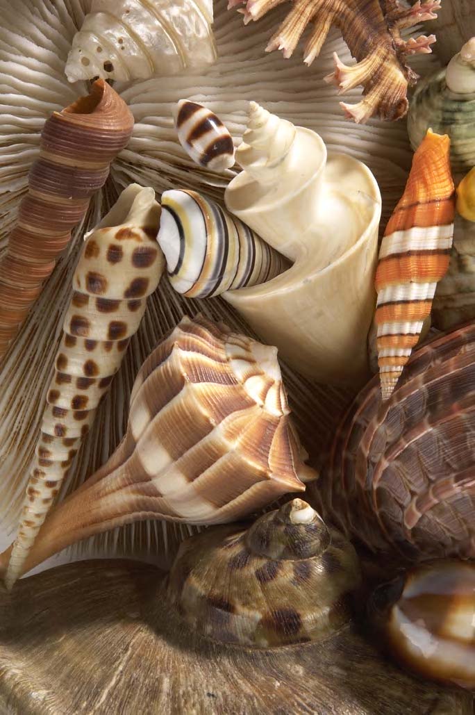 A large collection of rare and exotic shells,
