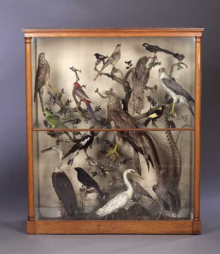 A Victorian case of Australian stuffed birds