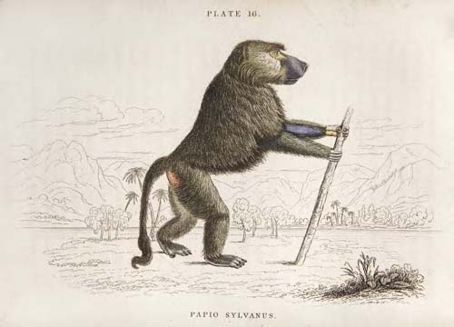 Jardine, Sir William