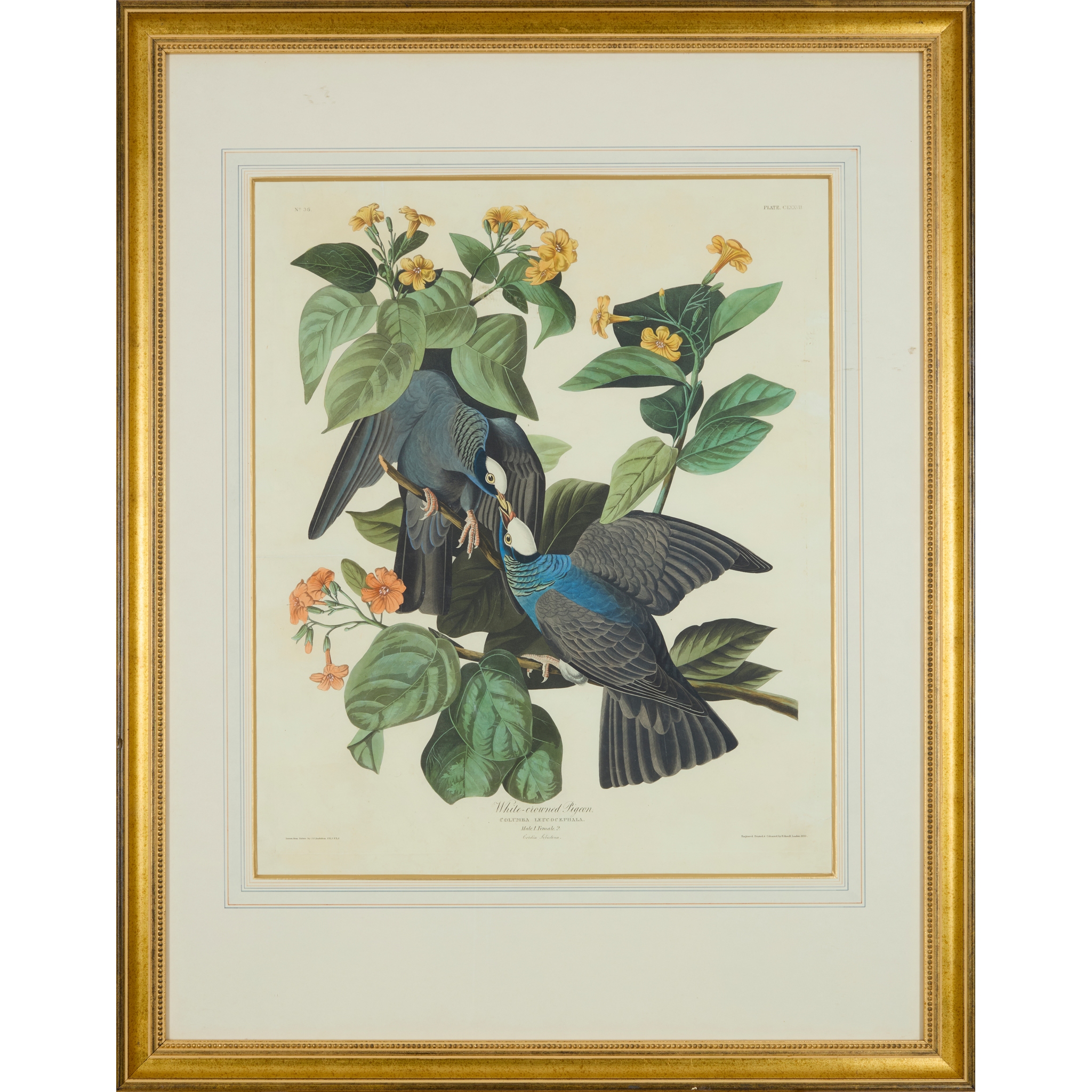 Audubon, John James