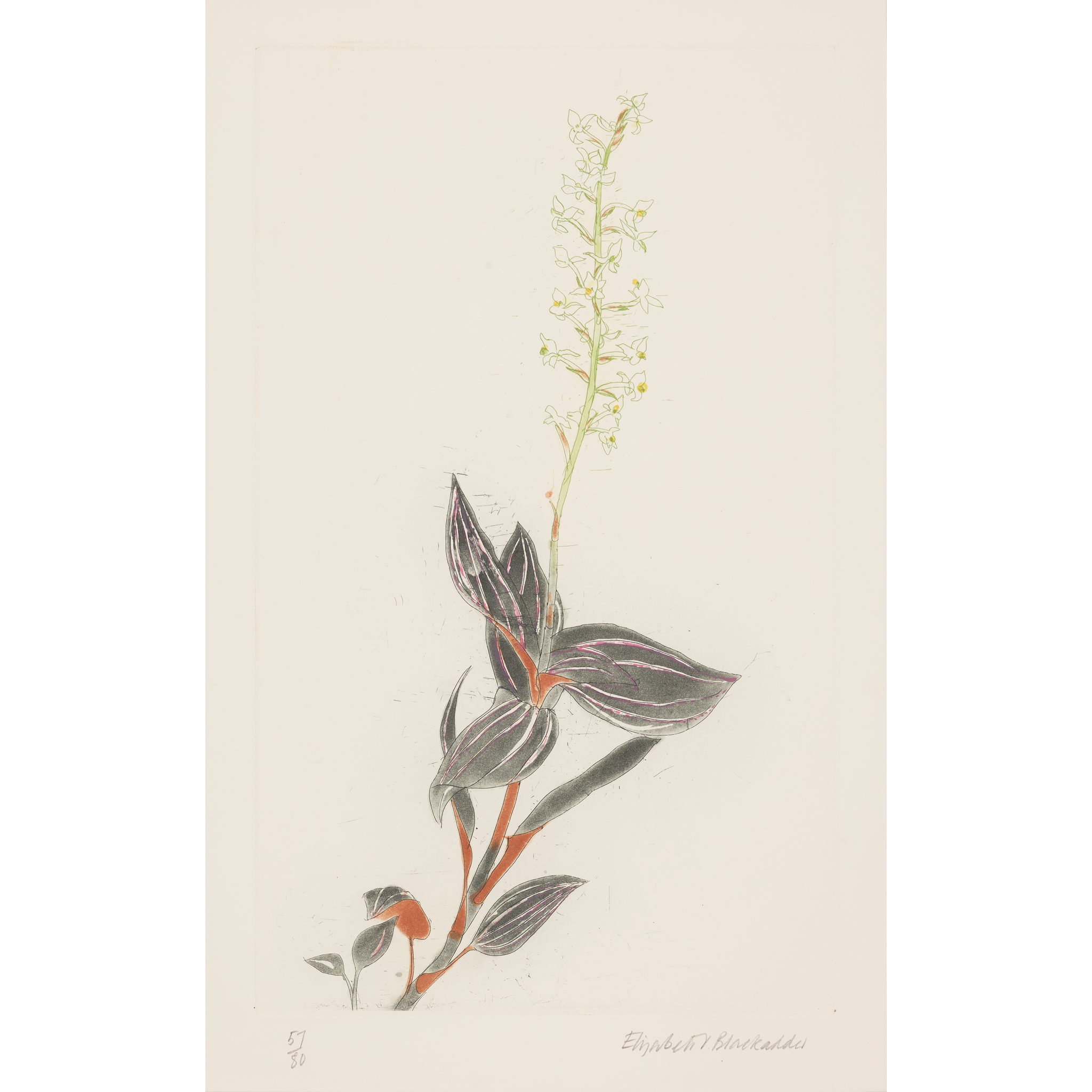 DAME ELIZABETH BLACKADDER O.B.E., R.A., R.S.A., R.S.W., R.G.I., D.Litt. (SCOTTISH 1931-2021)