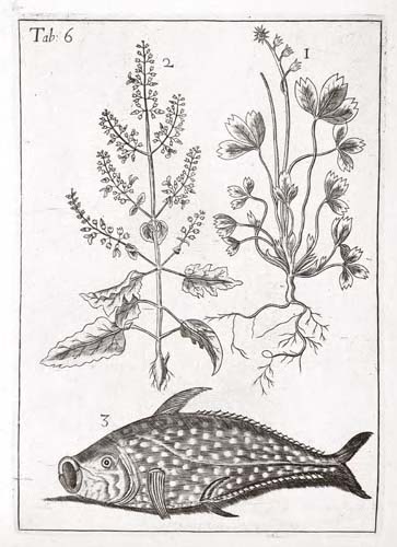 Sibbald, Sir Robert.