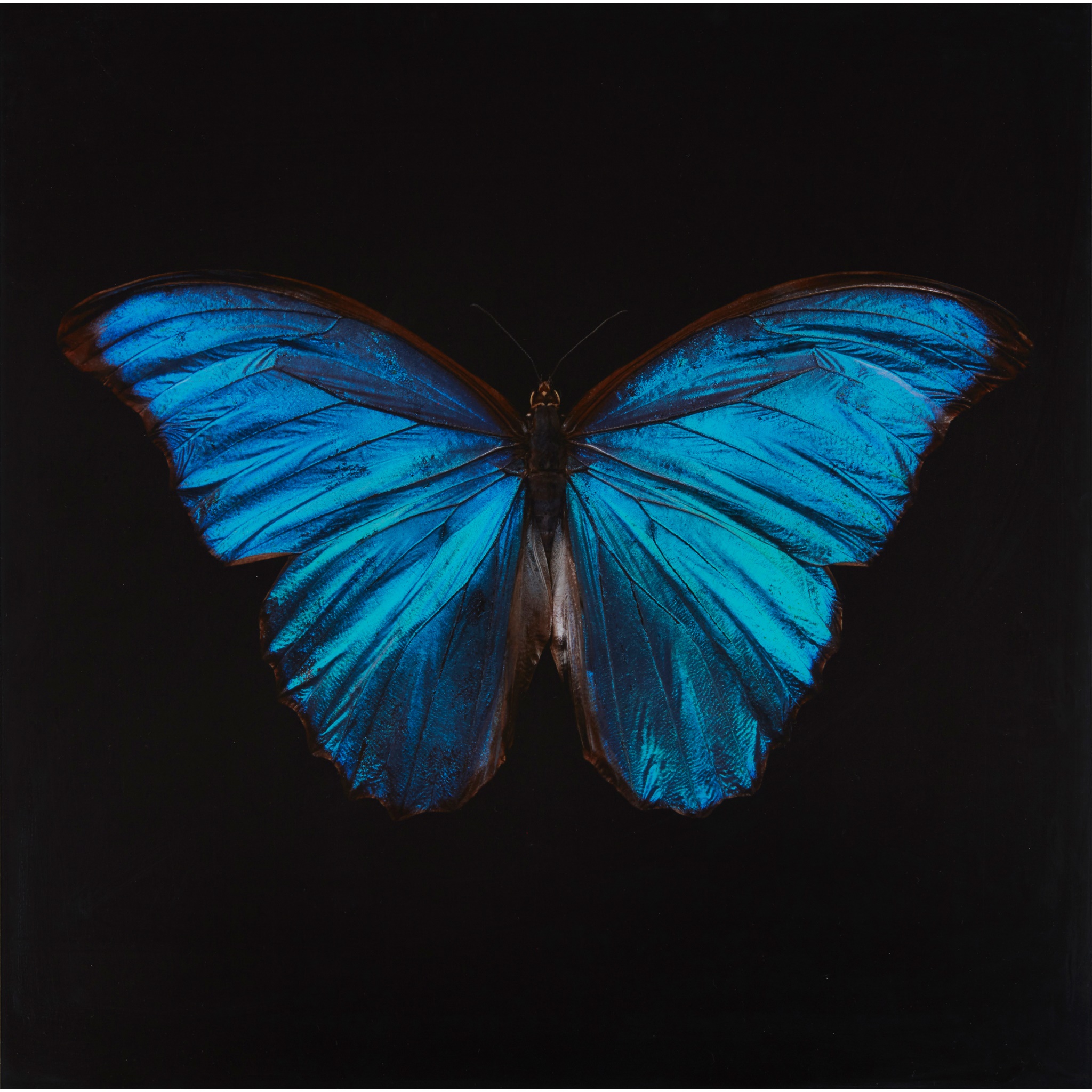 ALEXANDER JAMES (BRITISH B.1967)