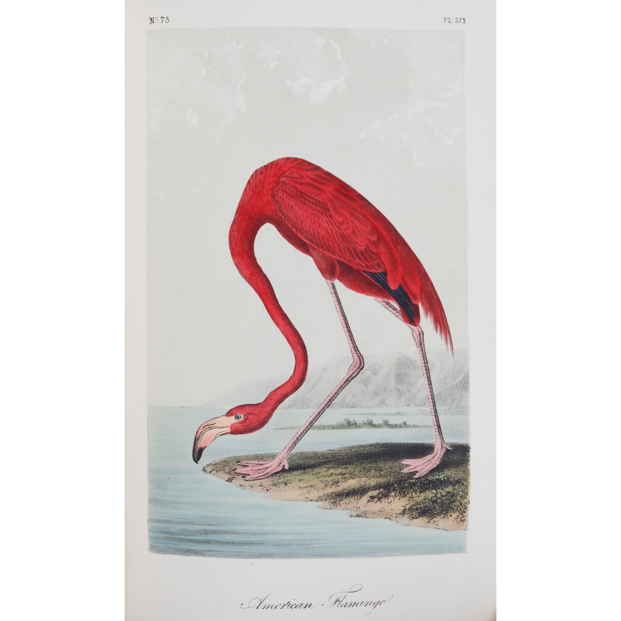 Audubon, John James
