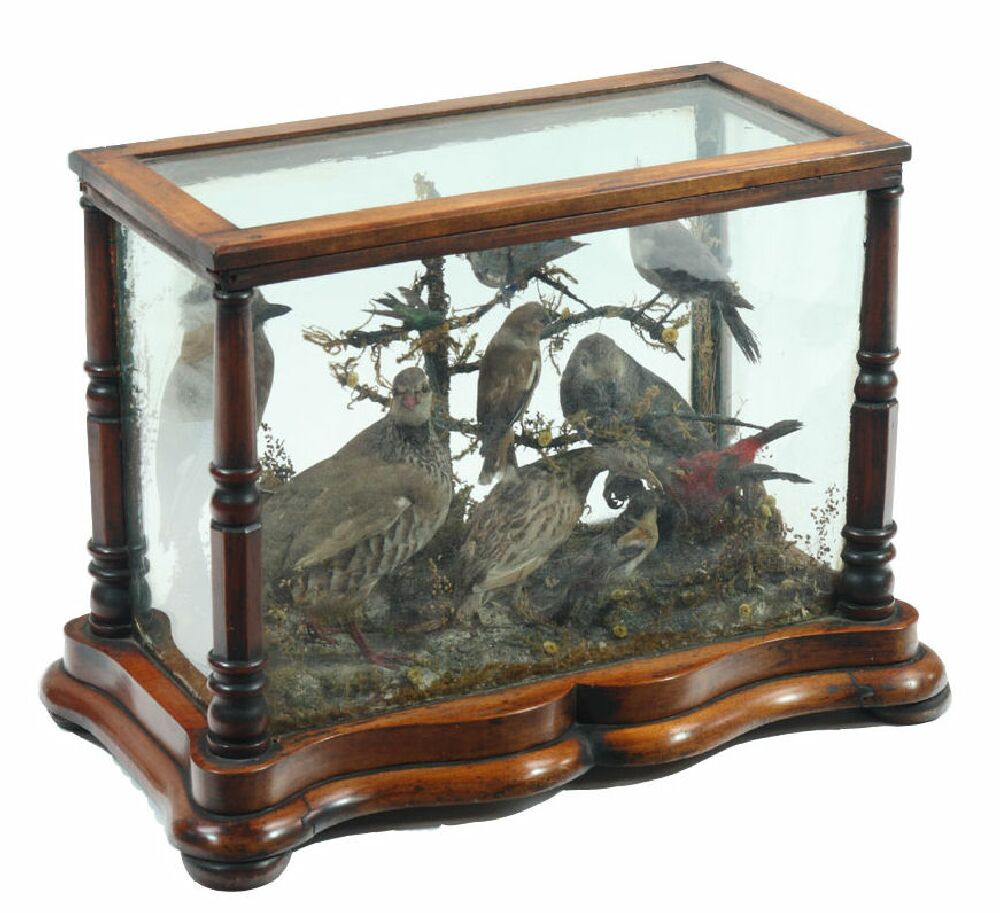 Taxidermy A Victorian period mahogany glazed display case containing various birds