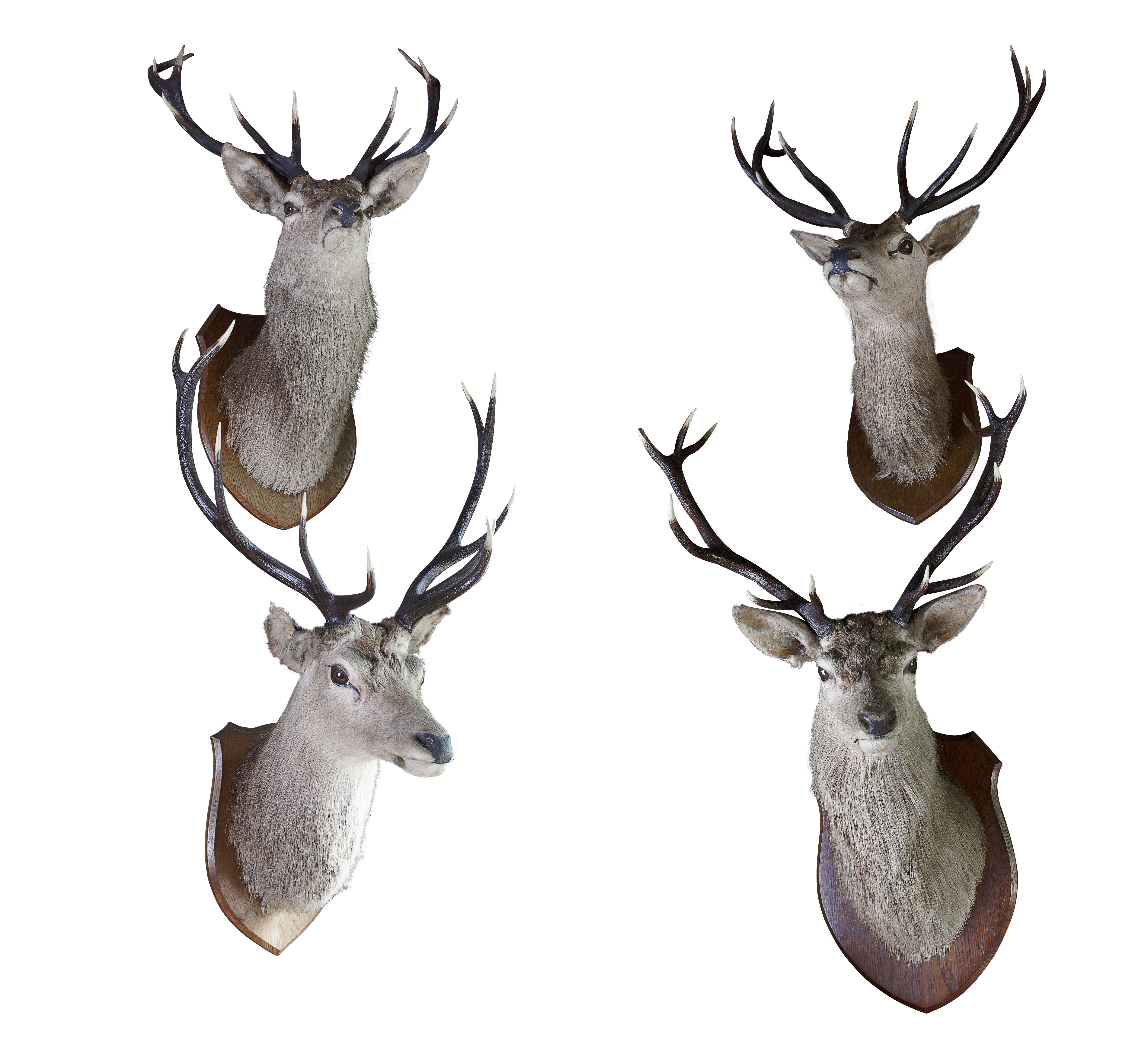 FOUR TAXIDERMY STAGS' HEADS