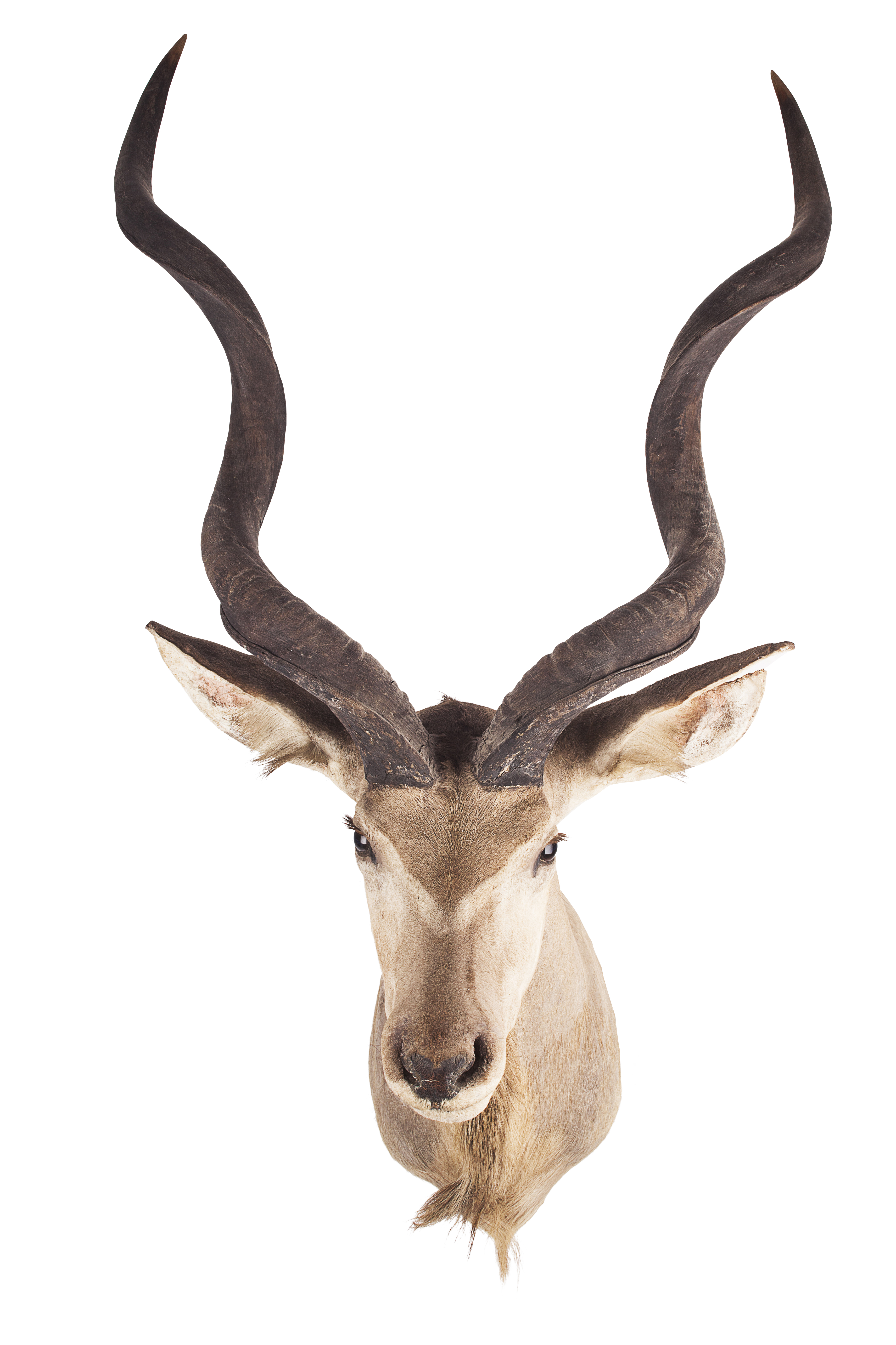 TAXIDERMY KUDU HEAD AND NECK MOUNT, BY ROWLAND WARD LTD.