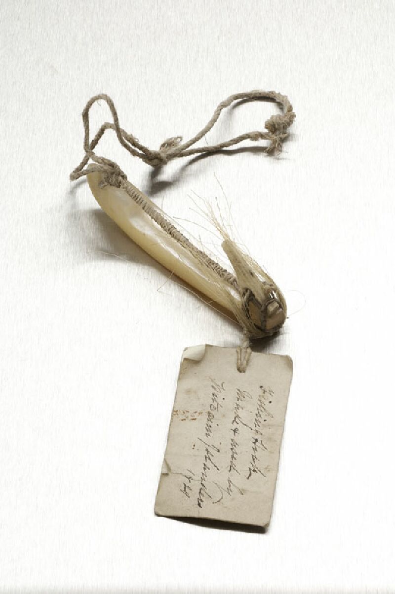 A rare early 19th century abalone and fishbone fishing lure