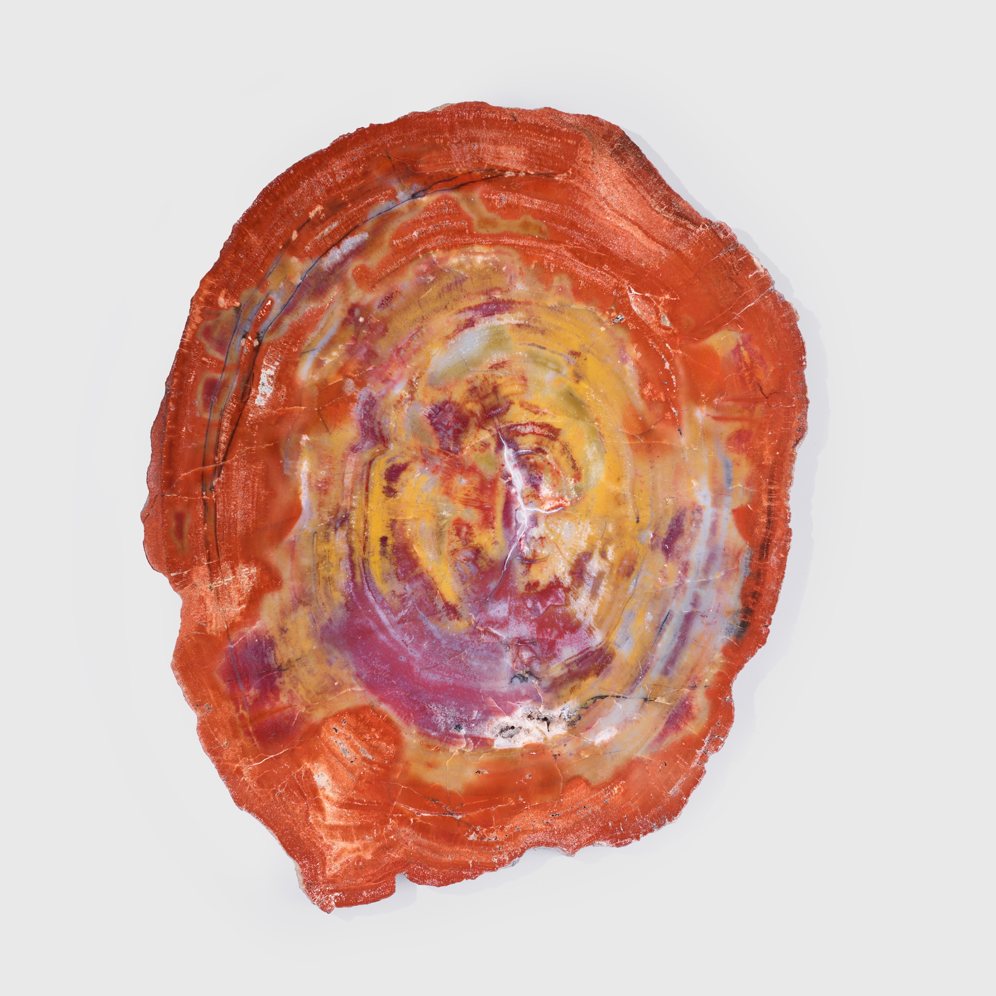 PETRIFIED WOOD SLICE