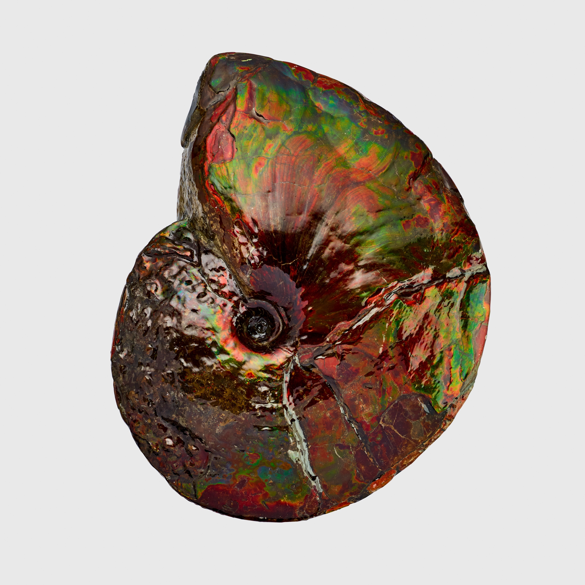 LARGE IRIDESCENT AMMONITE