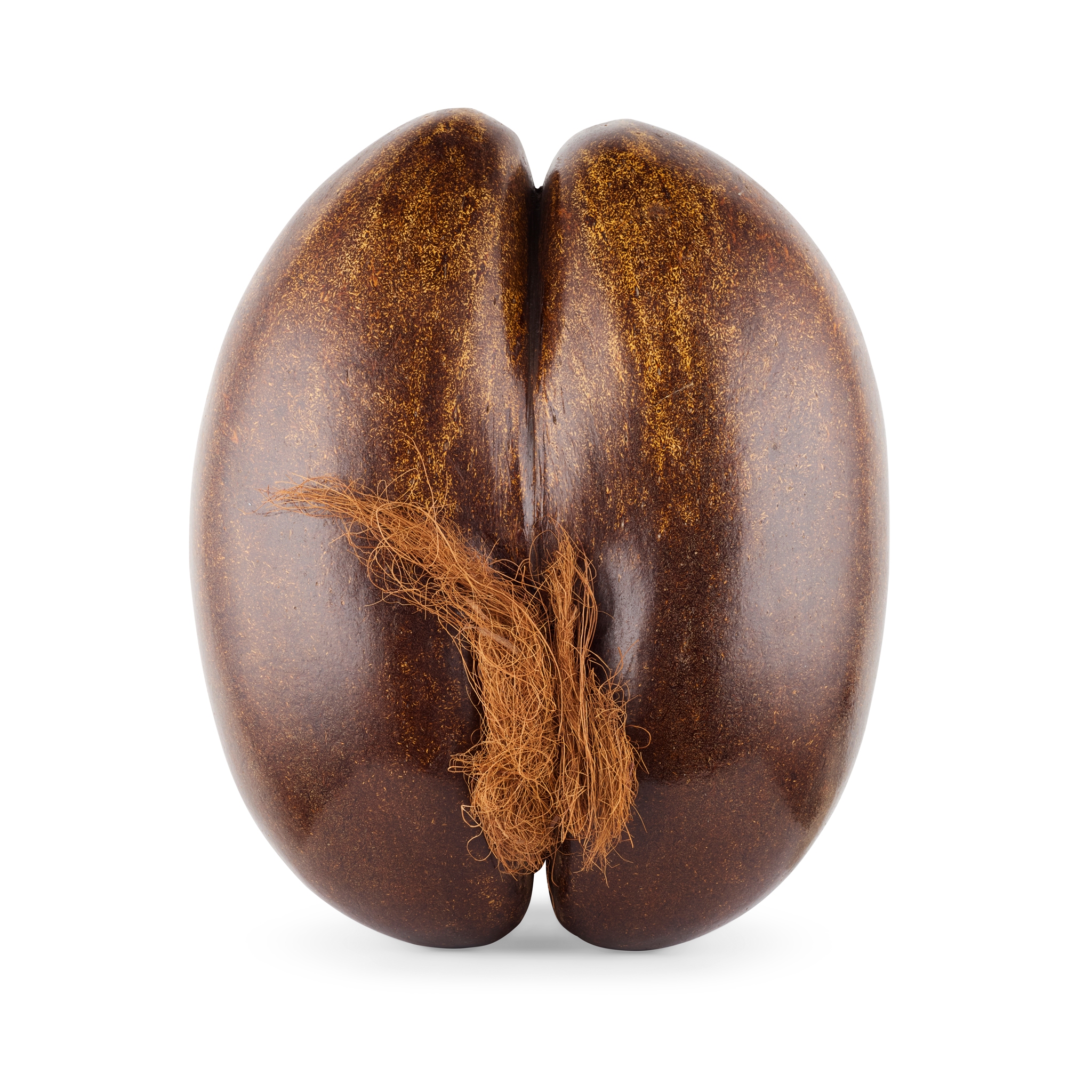 LARGE COCO DE MER (LODOICEA MALDIVICA)