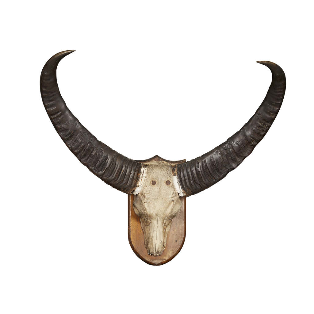 GROUP OF MOUNTED HORNS AND ANTLERS