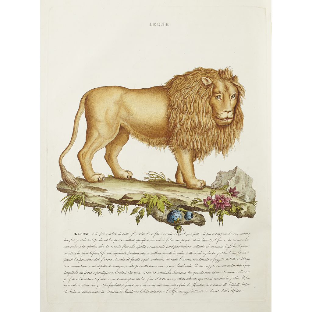 ITALIAN ZOOLOGY - GAZZADI, DOMENICO AND ANTONIO BASCHIERI