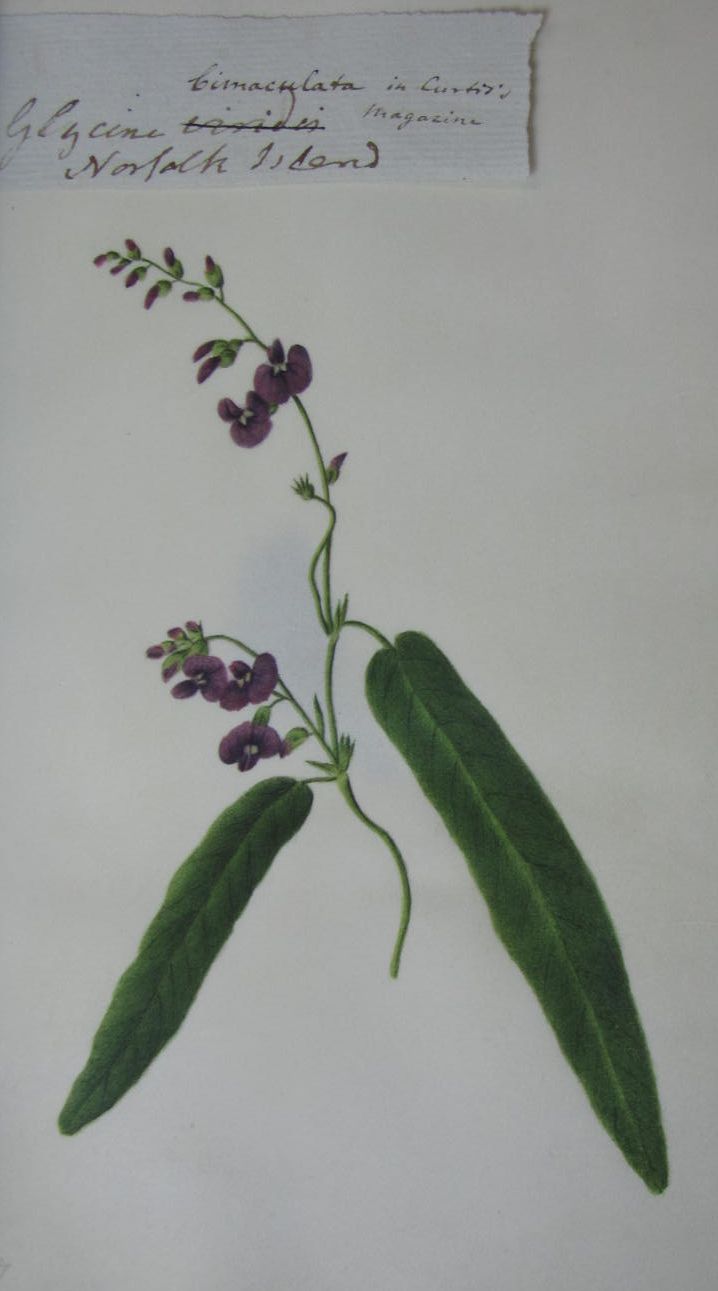 Botanical watercolours on vellum - Australia