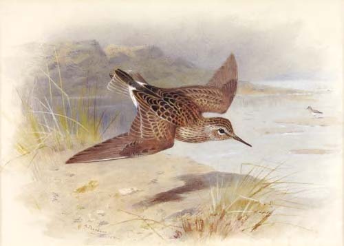 ARCHIBALD THORBURN (1860-1935)