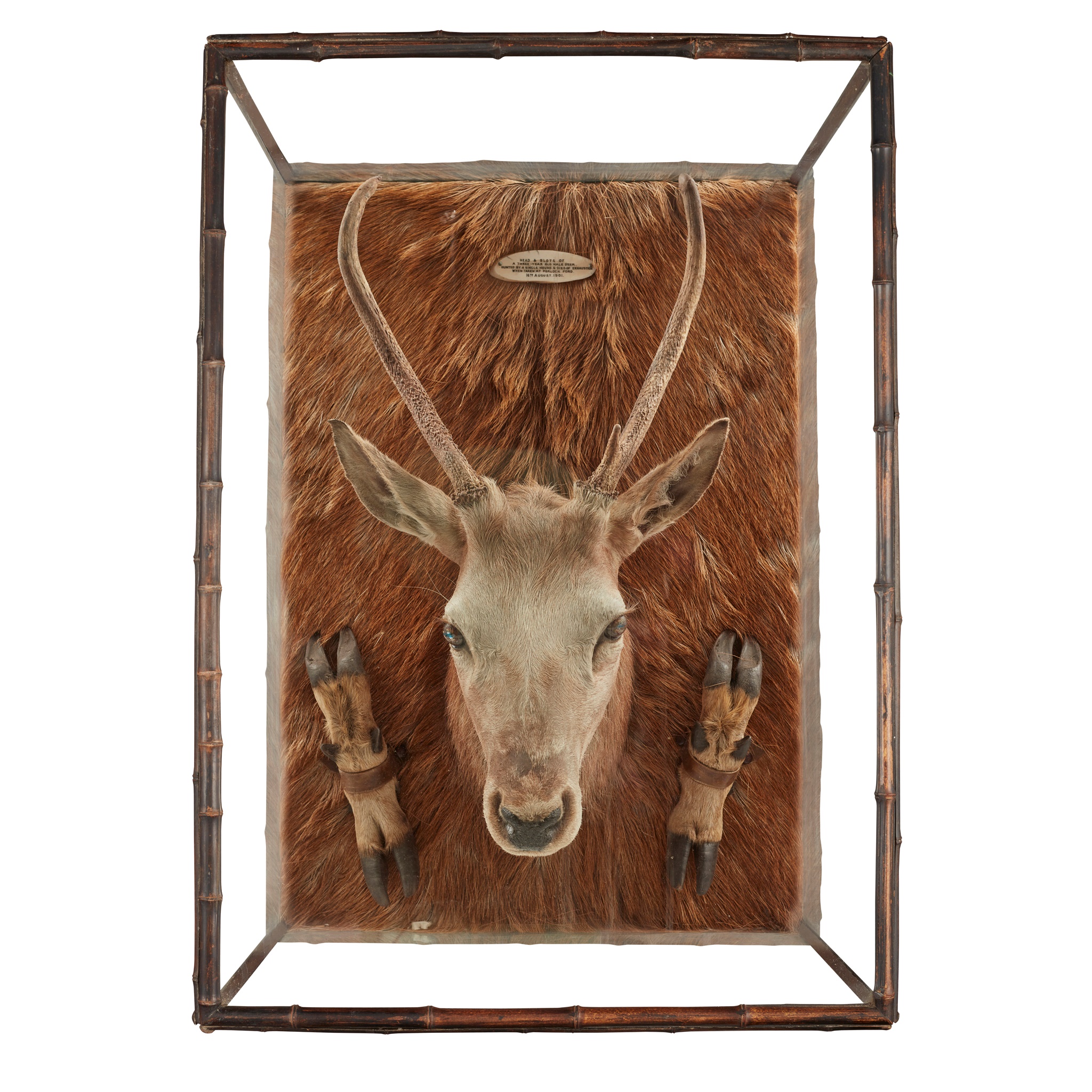 CASED TAXIDERMY SWITCH STAG HEAD, PELT, AND SLOTS, BY ROWLAND WARD