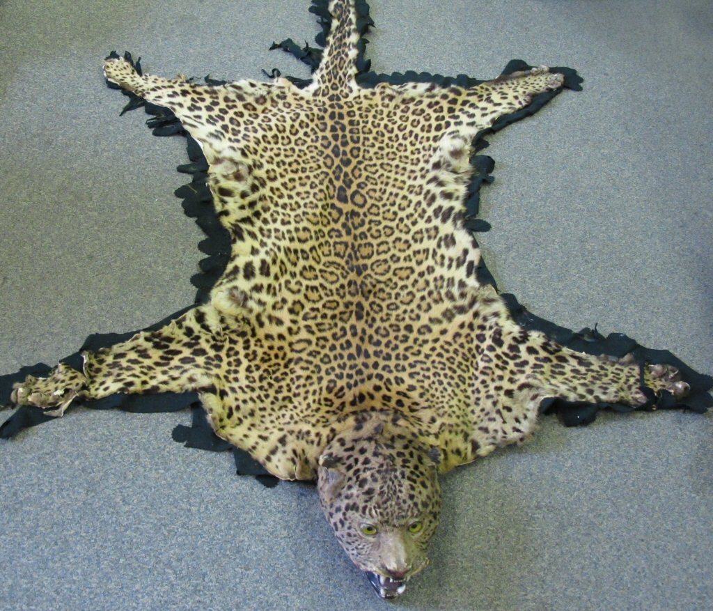 Taxidermy Interest An early 20th century leopard skin