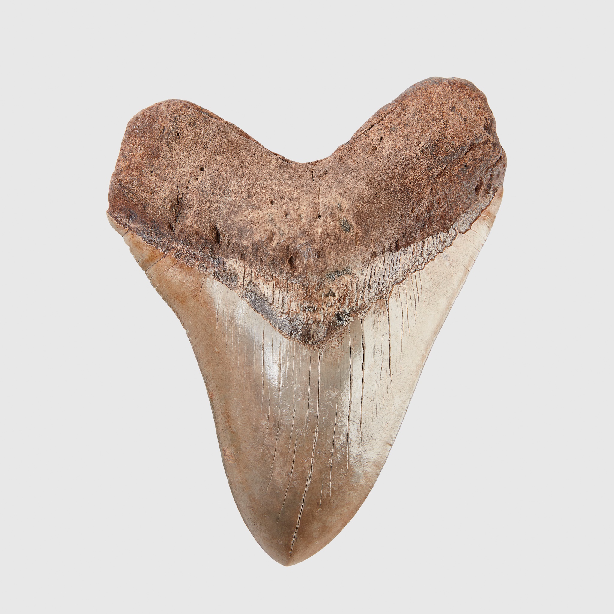 FOSSIL SHARK TOOTH, OTODUS MEGALODON