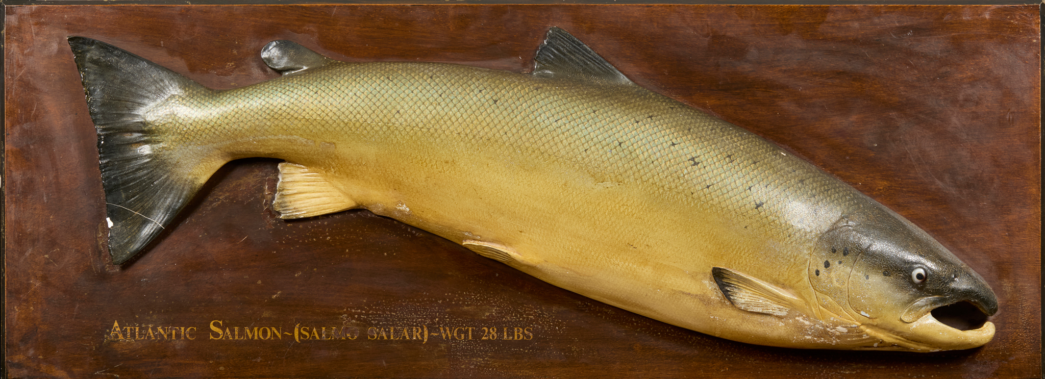 WOODEN AND GESSO TROPHY MODEL OF A 28 LB ATLANTIC SALMON