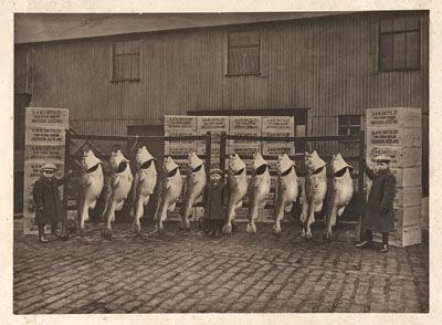 Scottish Fishing- A. & M. Smith Ltd. Aberdeen