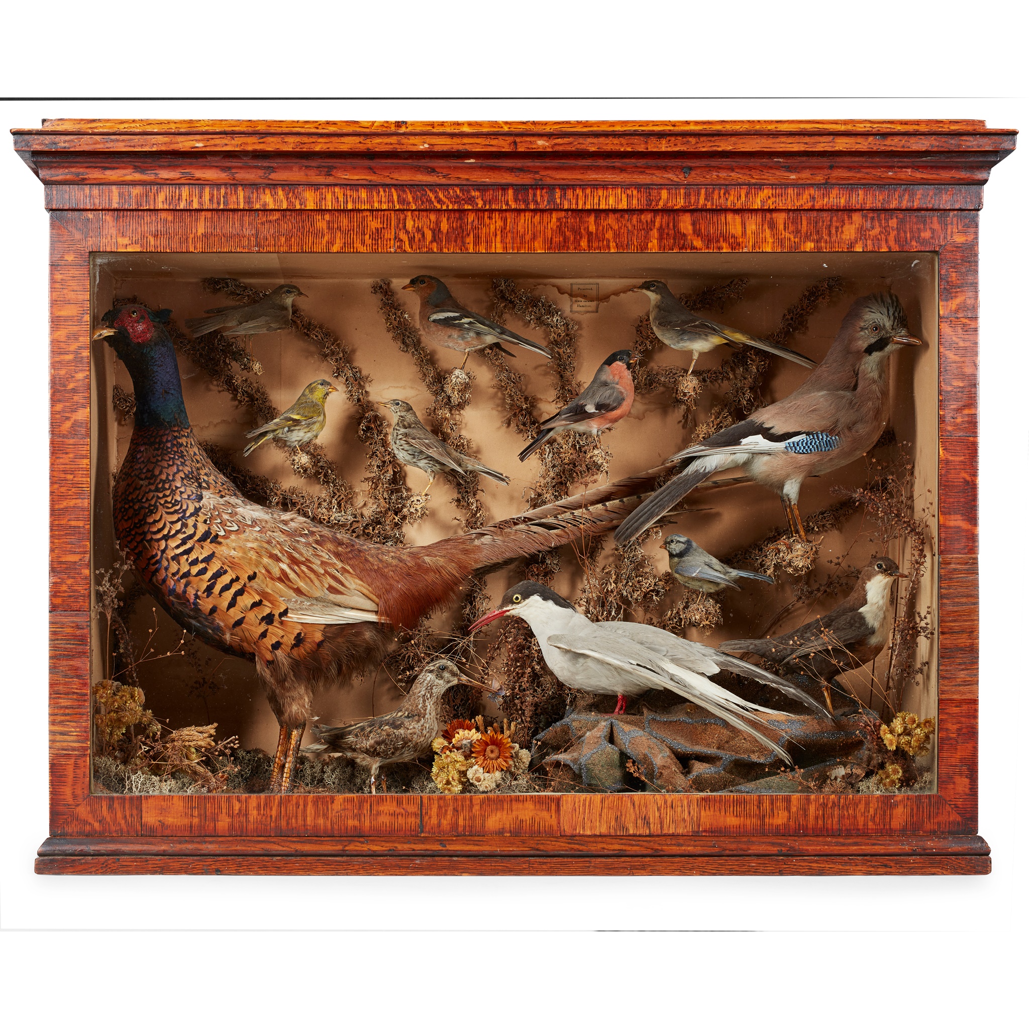 EDWARDIAN CASED TAXIDERMY BIRD DIORAMA, BY JAMES GRIMSON, HAMILTON