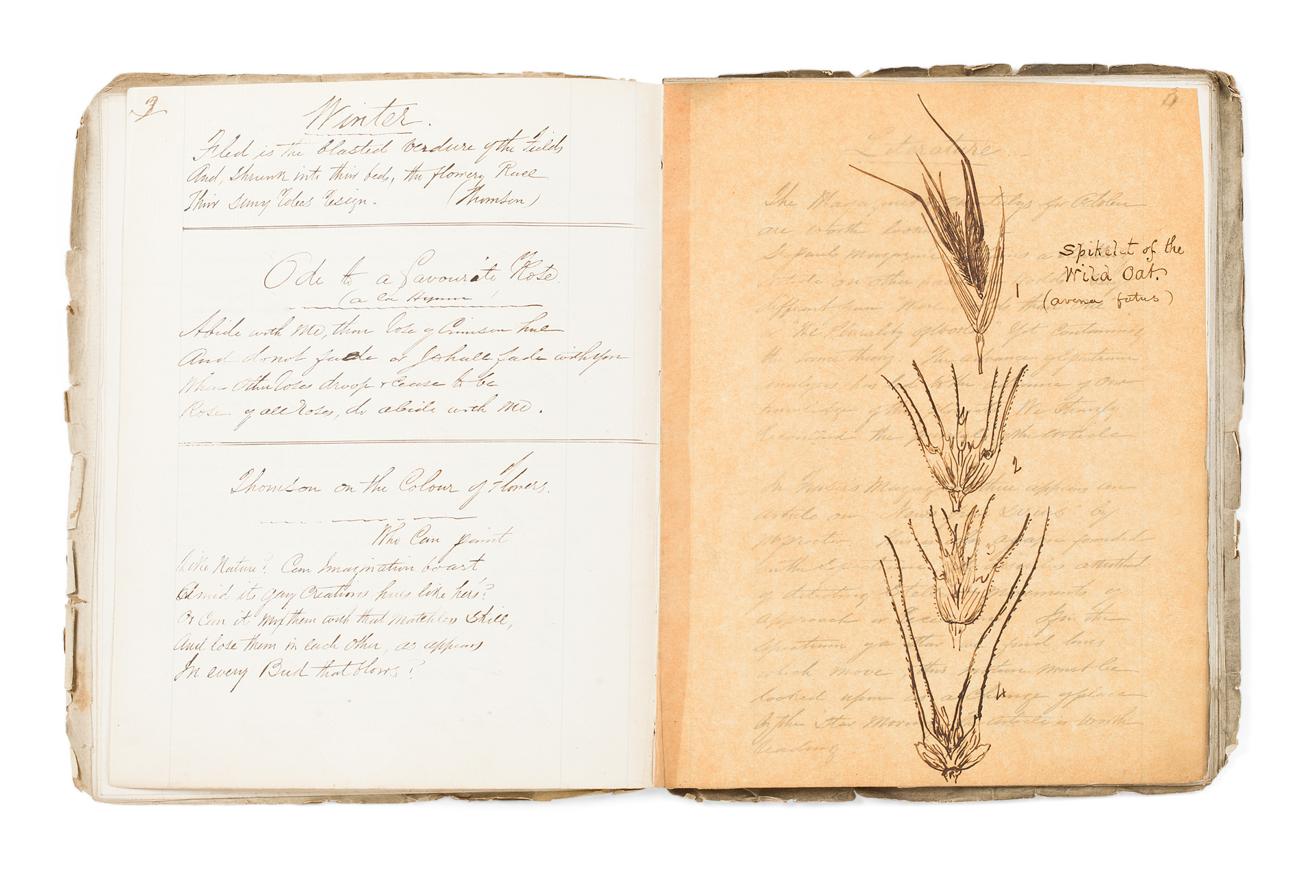 Americana and Kentucky - the Glasgow Botanical Society - manuscripts
