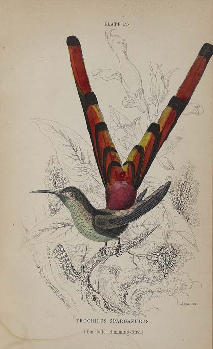 Jardine, Sir William