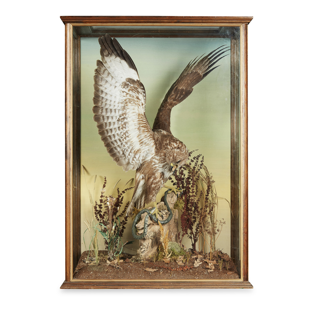CASED TAXIDERMY BUZZARD DIORAMA