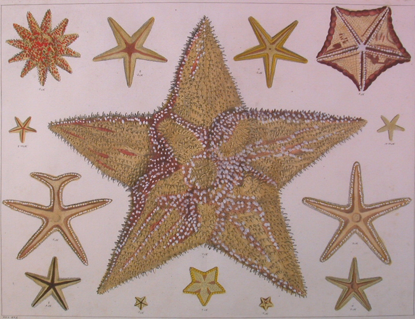 PETER TANJE (1706-1761)