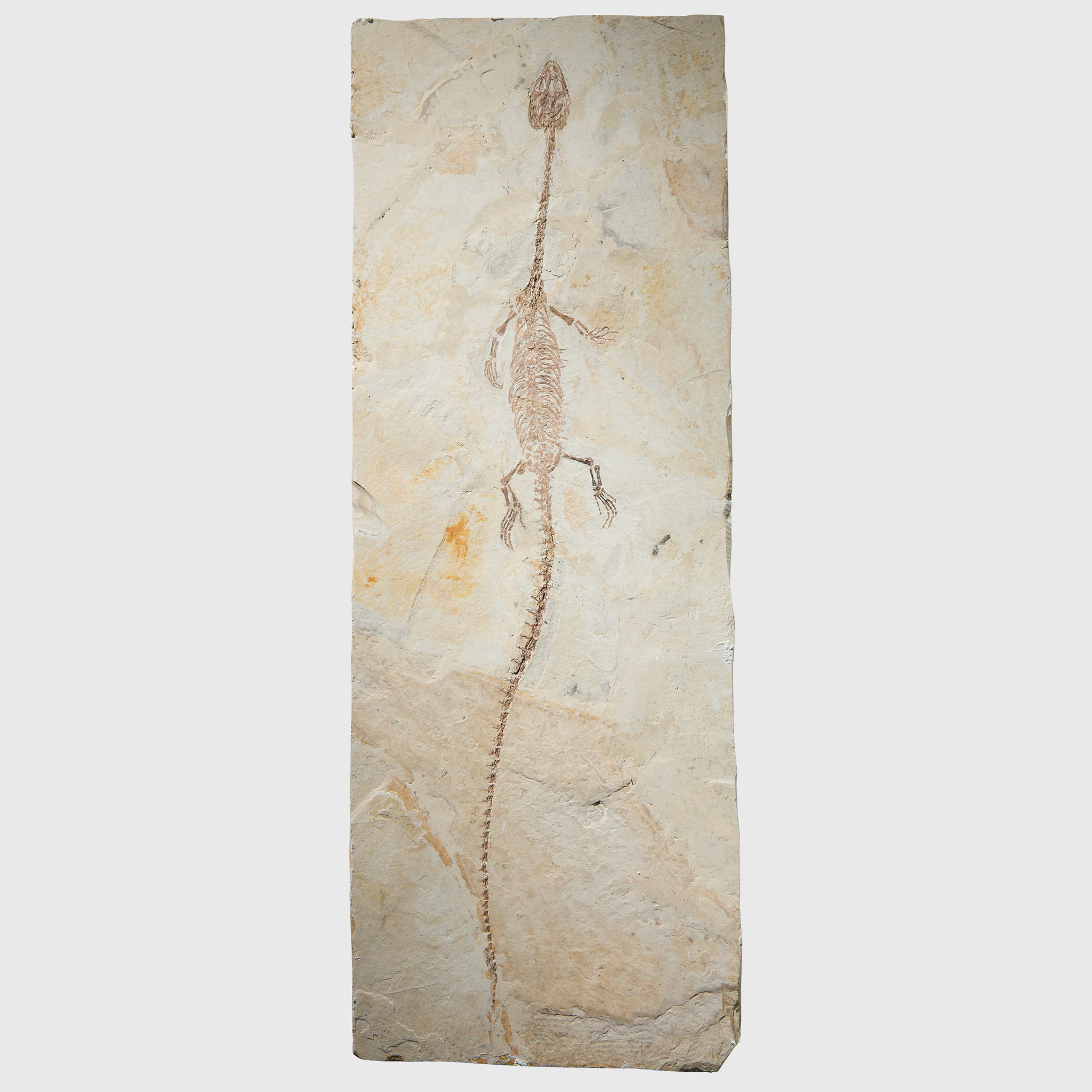 HYPHALOSAURUS LINGYUANENSIS FOSSIL PLAQUE